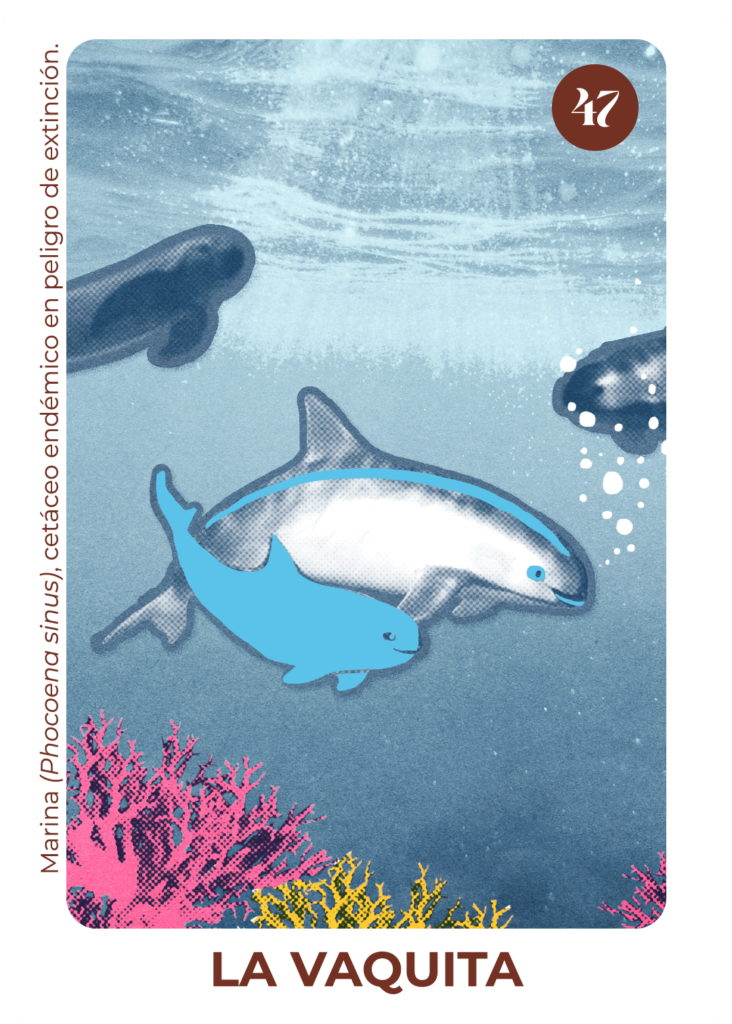 Marina (Phocoena sinus), cetáceo endémico en peligro de extinción.
