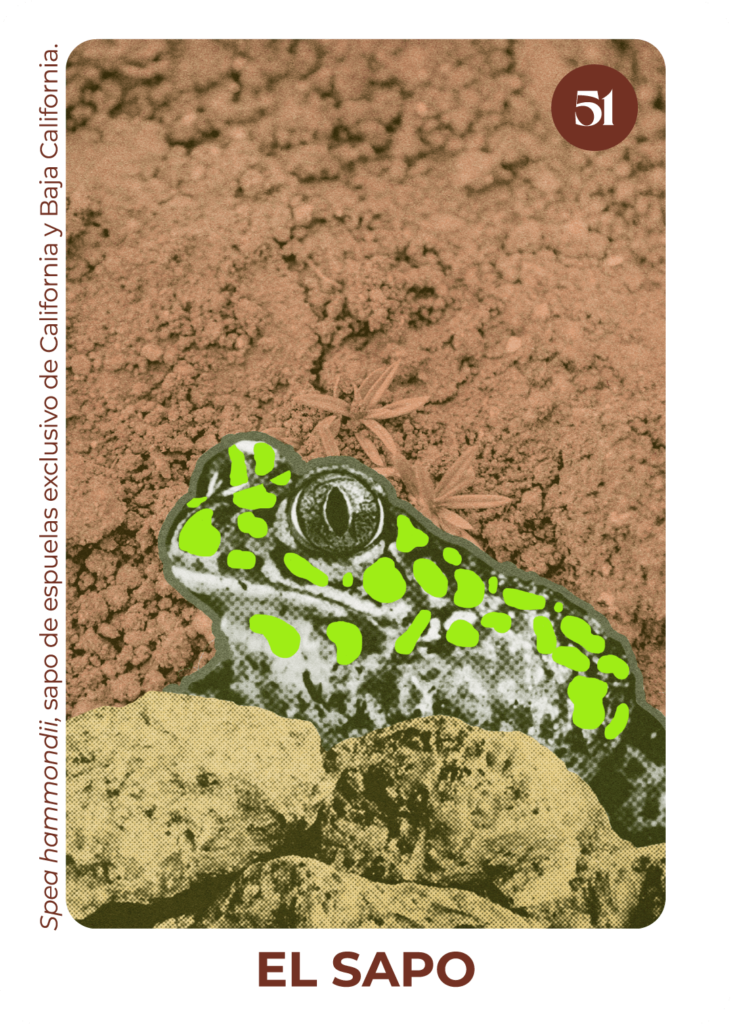 Spea hammondii, a bumpy toad native to California and Baja California.